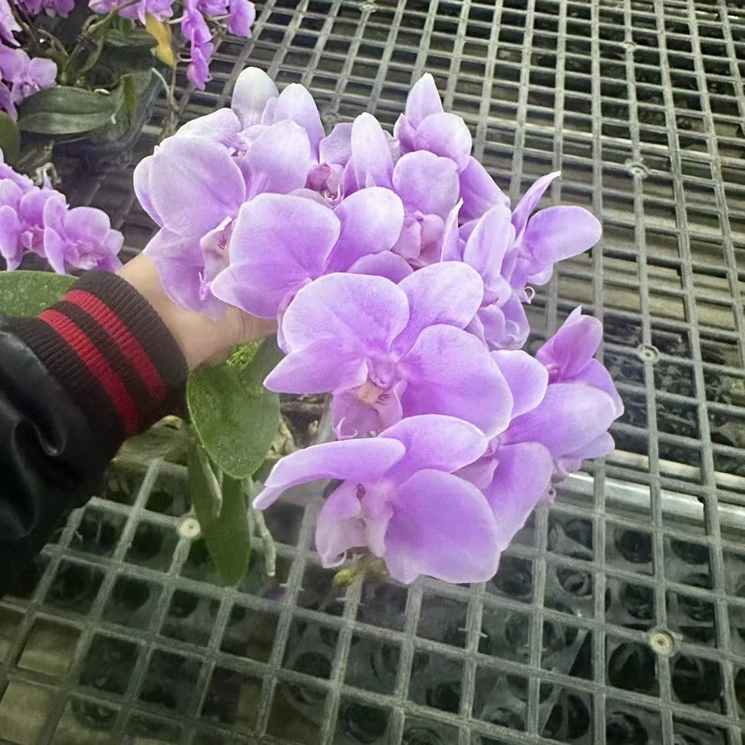 蝴蝶兰【粉天使】单花剑 花色鲜艳 室内花花 广州基地直发