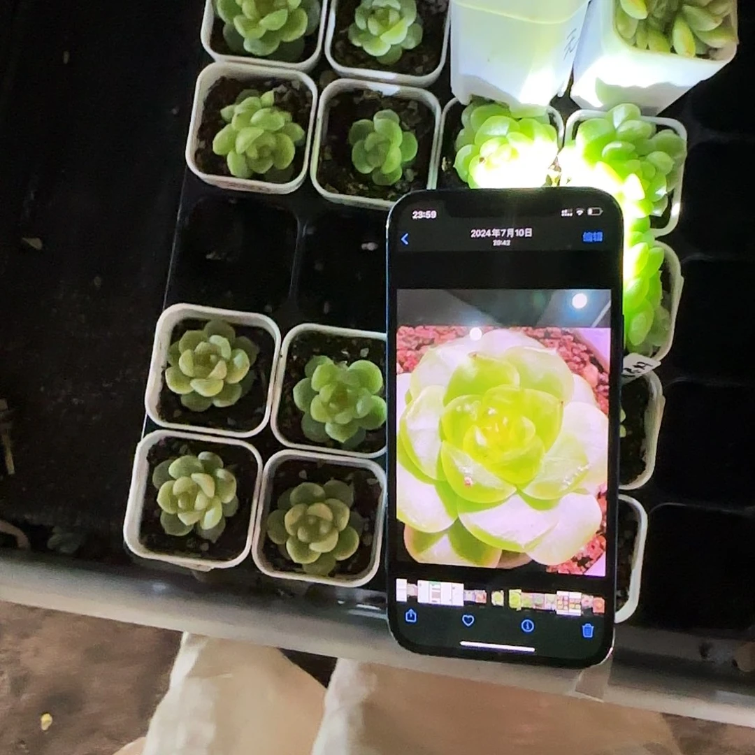 无尽灯中苗盆3号床一个满25包邮