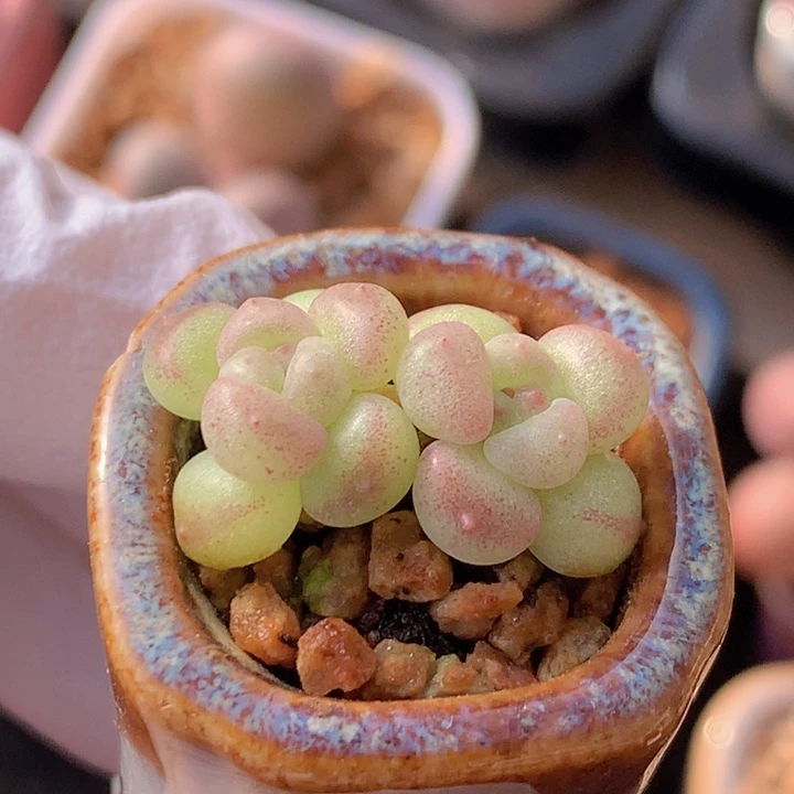 069 萤火虫 小灯泡 双头 闪闪