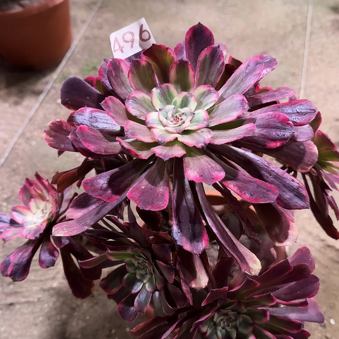 多肉植物福利粉yanhua 496