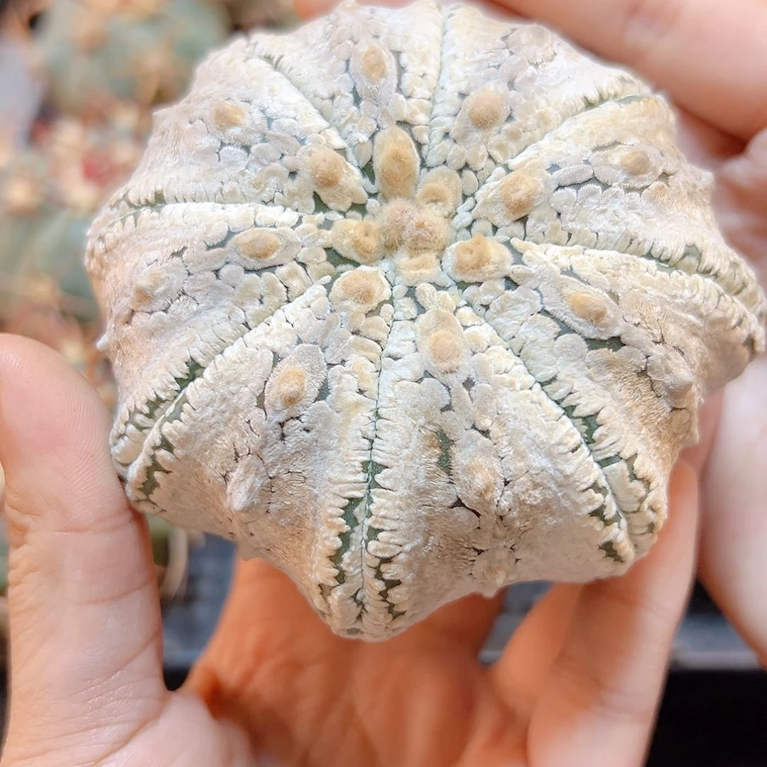 晚5号苗接海星浓白兜无根8.8公分