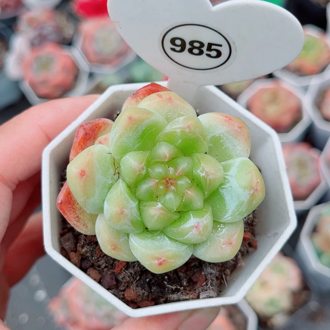 豆***哒985号小老桩糖心单头
