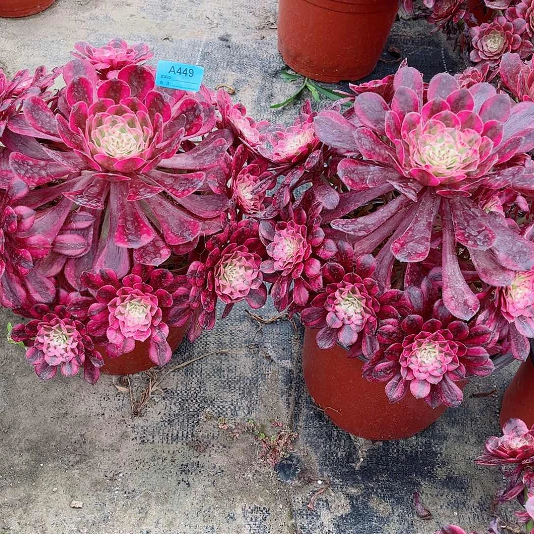 用****7多肉植物组合红同449