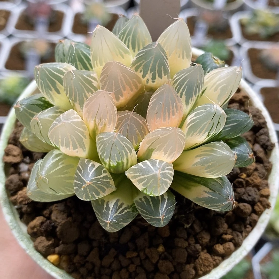 90糊斑胭脂哈哈哈哈哈