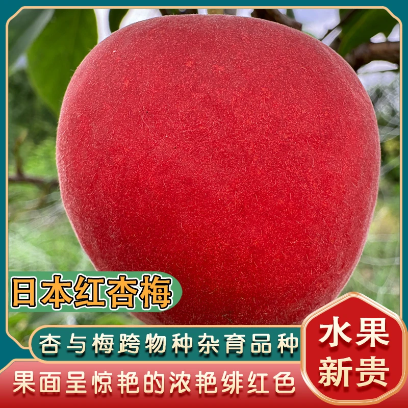 日本红杏梅苗/杏与梅跨物种杂交育成/惊艳浓艳绯红色味觉体验独特