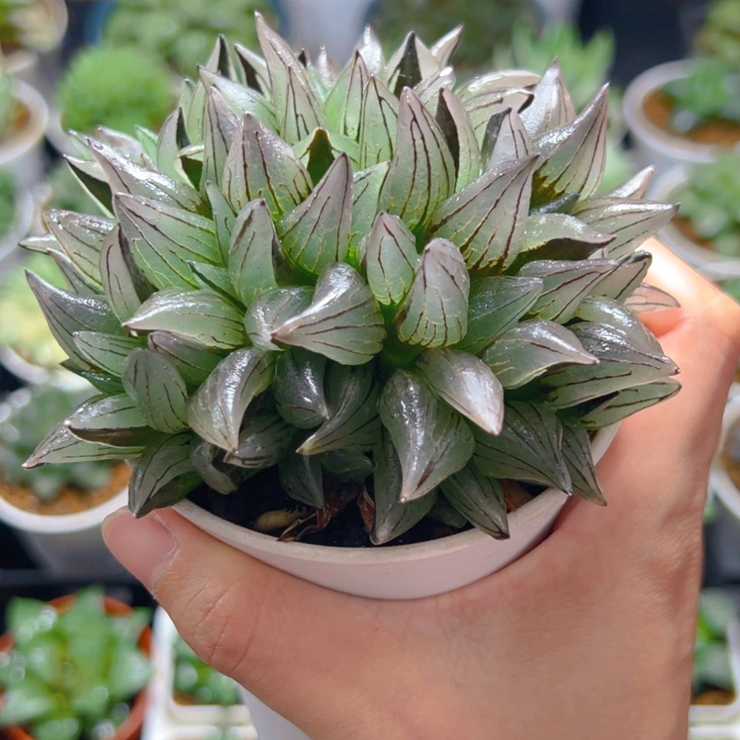 万象盆西瓜寿多肉多肉