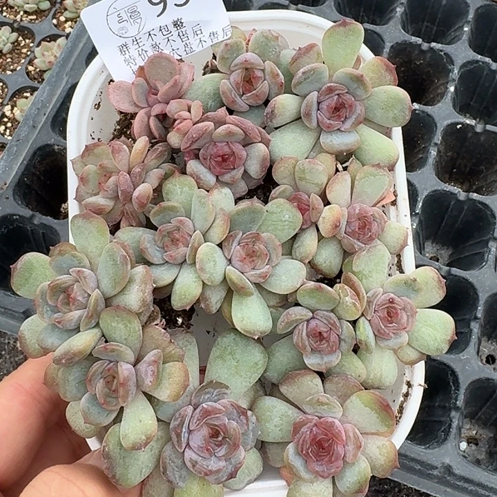 如图955红恋穴盘苗一盒不售后