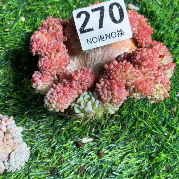 玉***灯270白胖子缀一物一拍38