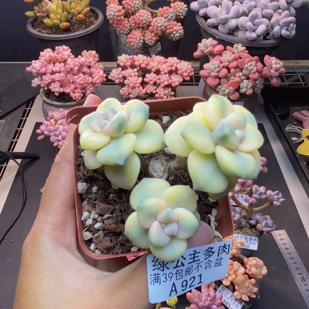 921美杏锦多肉有砍