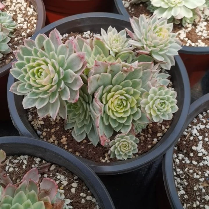 沙漠玫瑰白覆轮锦群刚长毛根