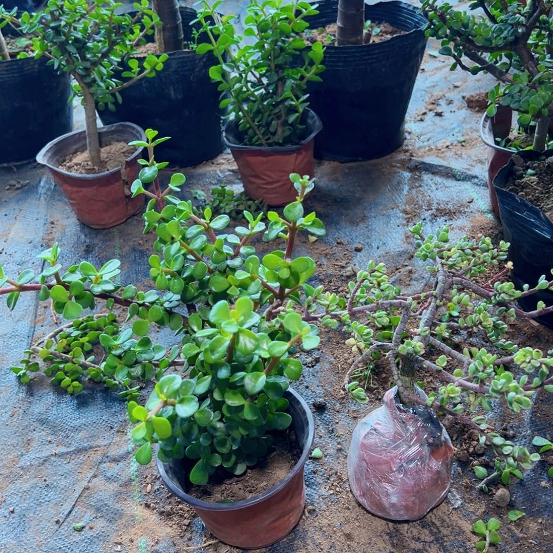 阳*金枝玉叶➕雅乐之舞