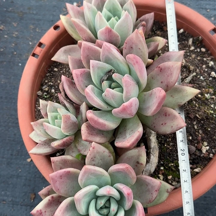 粉黛188 多肉植物一物一拍