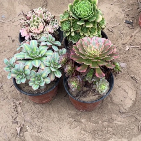 939多肉植物组合，