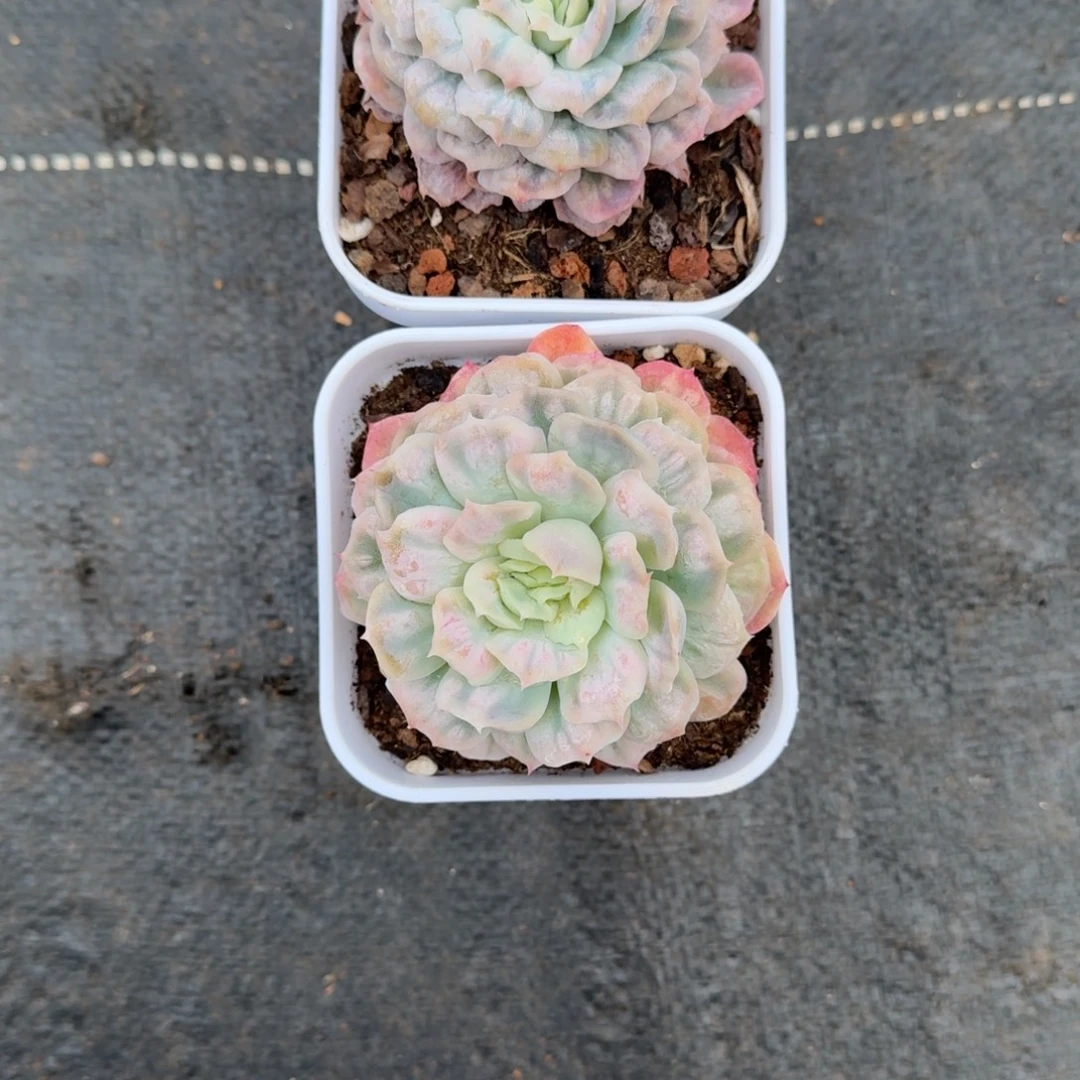 F***y无花朵肉肉肉肉肉肉肉肉肉肉