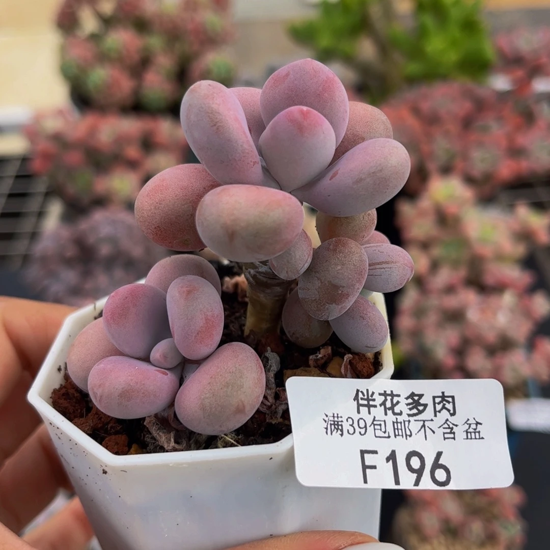 196-腰子蛋多肉5cm