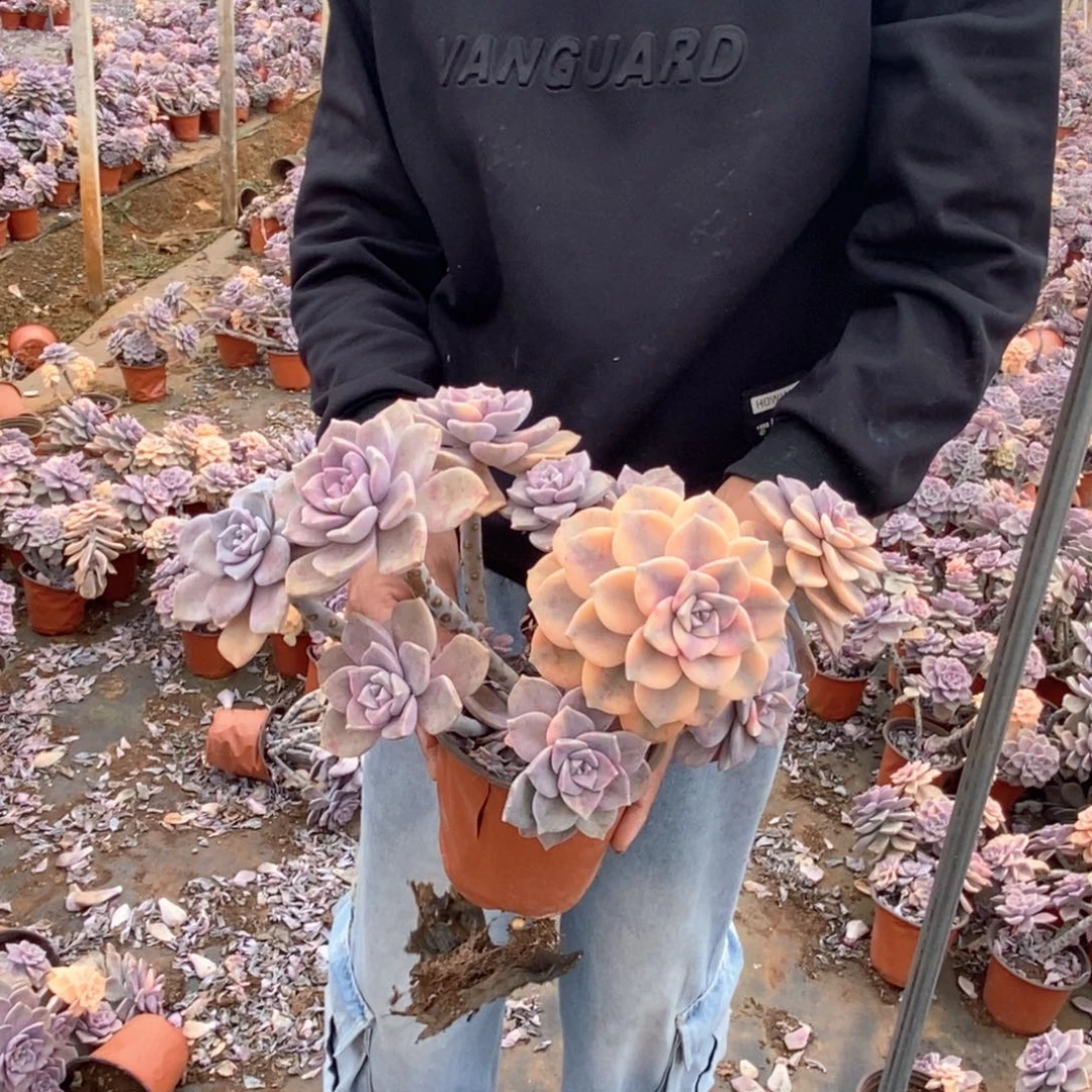 雨**尘009 一物一拍紫乐锦