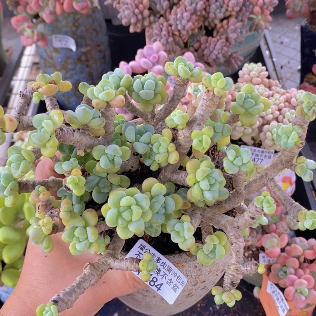 劳尔老桩16cm484多肉植物