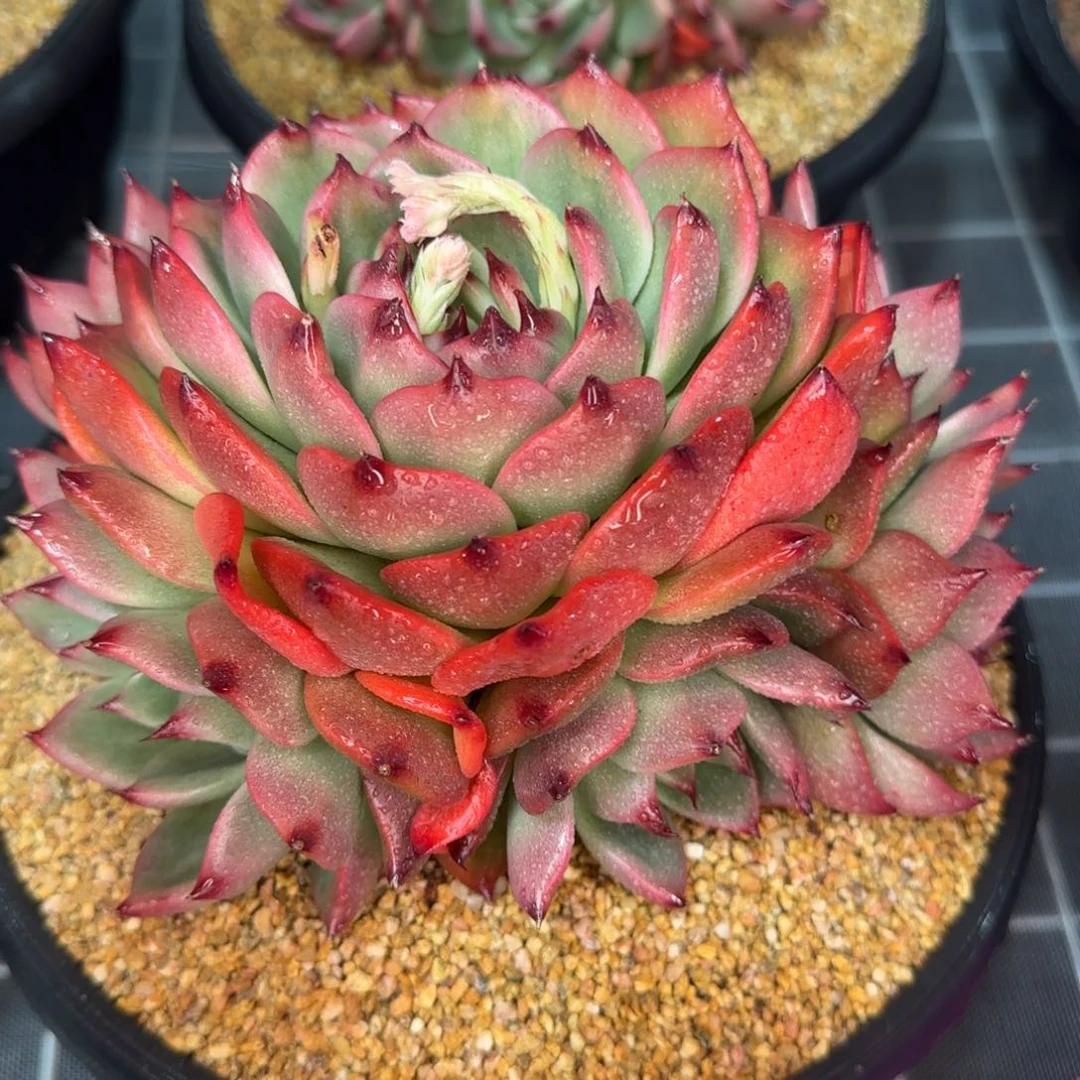 从前慢花园精选多肉加西亚