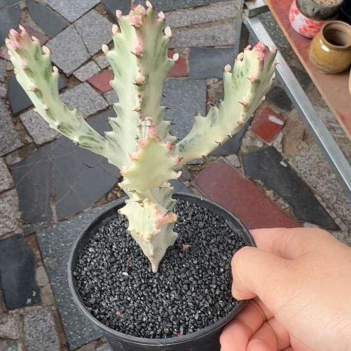 白龙骨仙人球12345