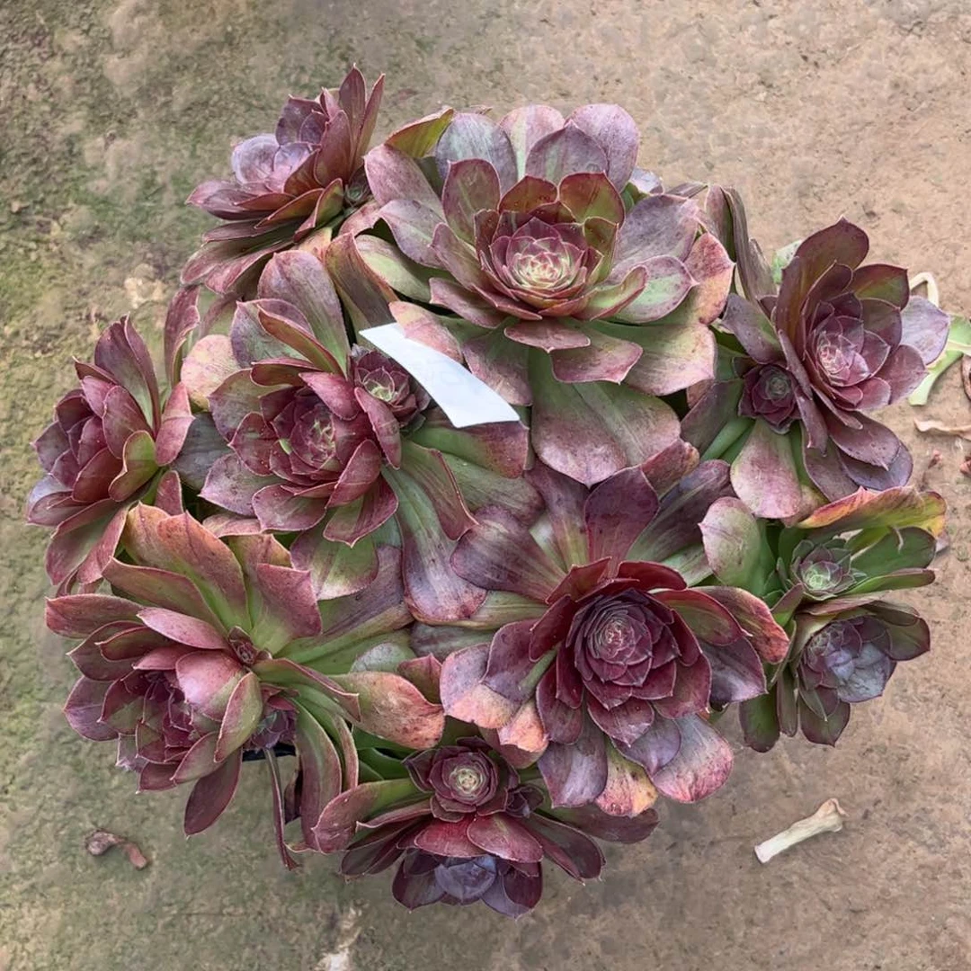 110花月夜丛林多肉植物法师