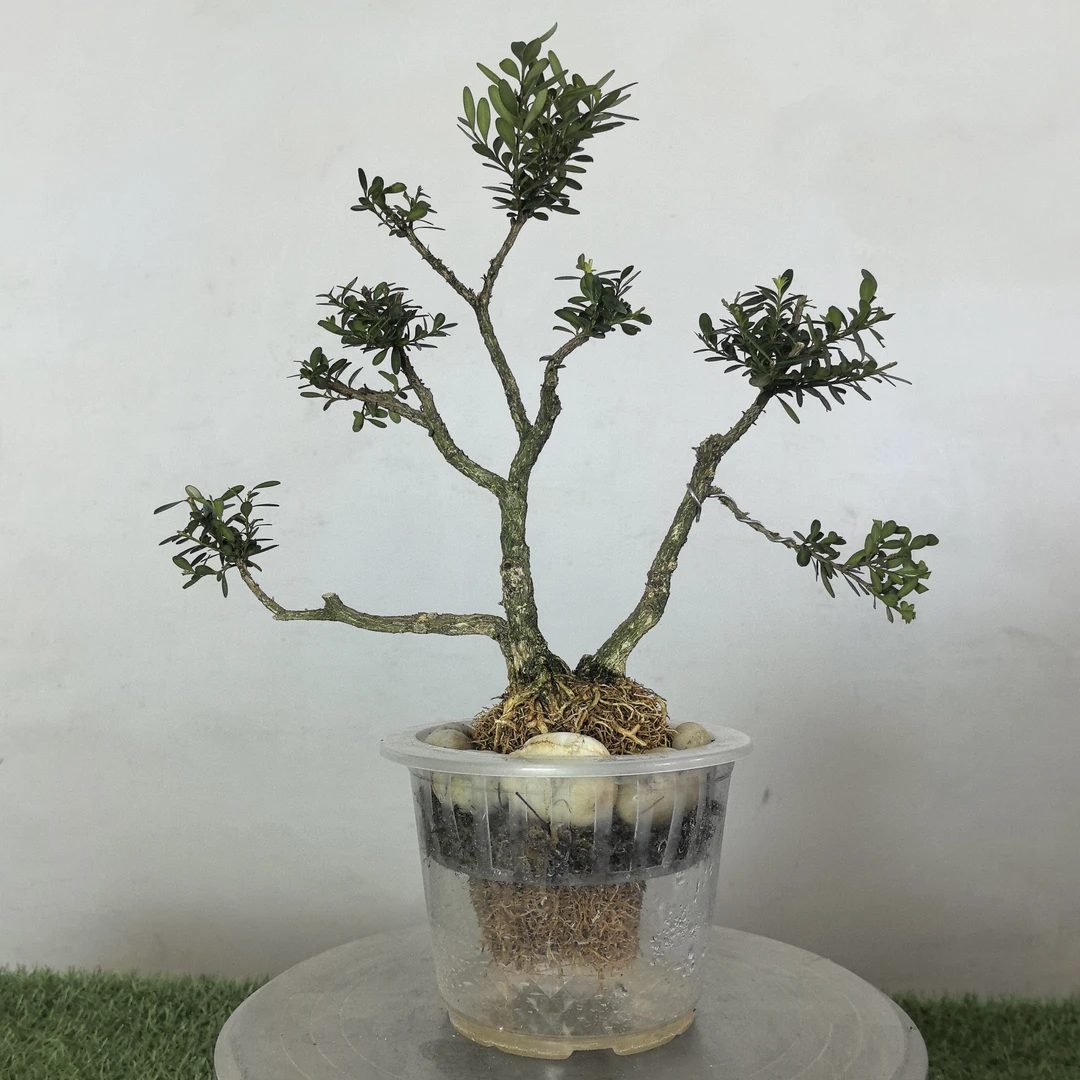 贵州小叶黄杨水培系懒人养法年工桩