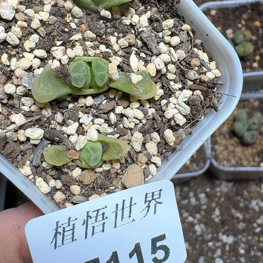 115号的k额多肉植物哇