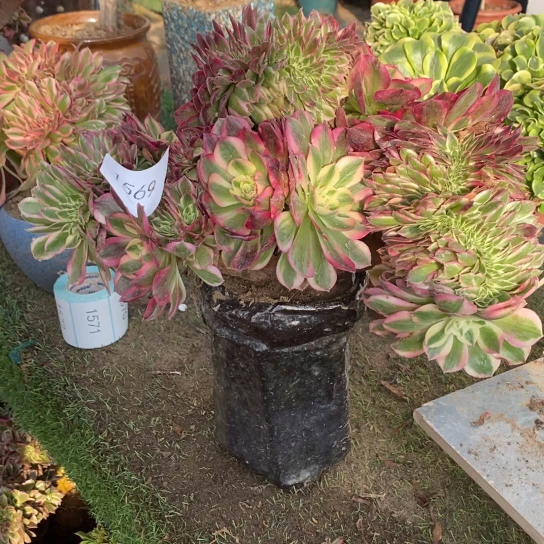 不开花植物1569号荔枝缀化1颗