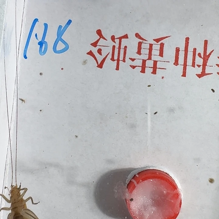 阿***敏蟋蟀111111111111111111111