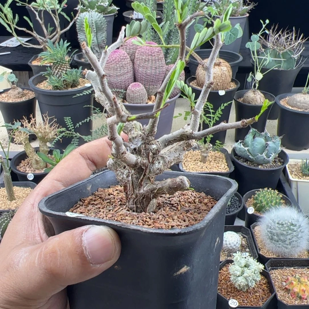 苏木实生一物一拍带盆发