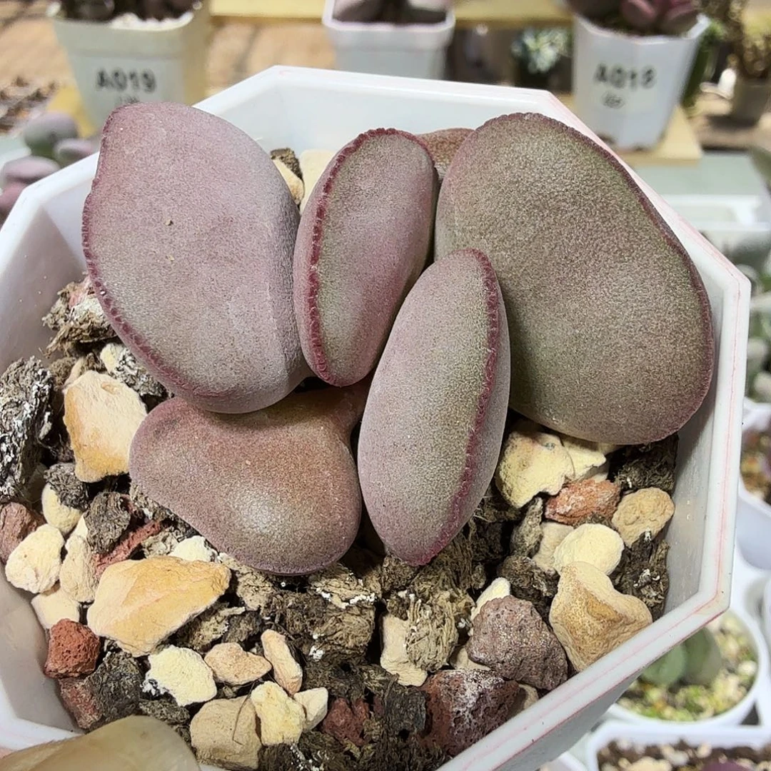 白肌红蛋水泡多肉植物