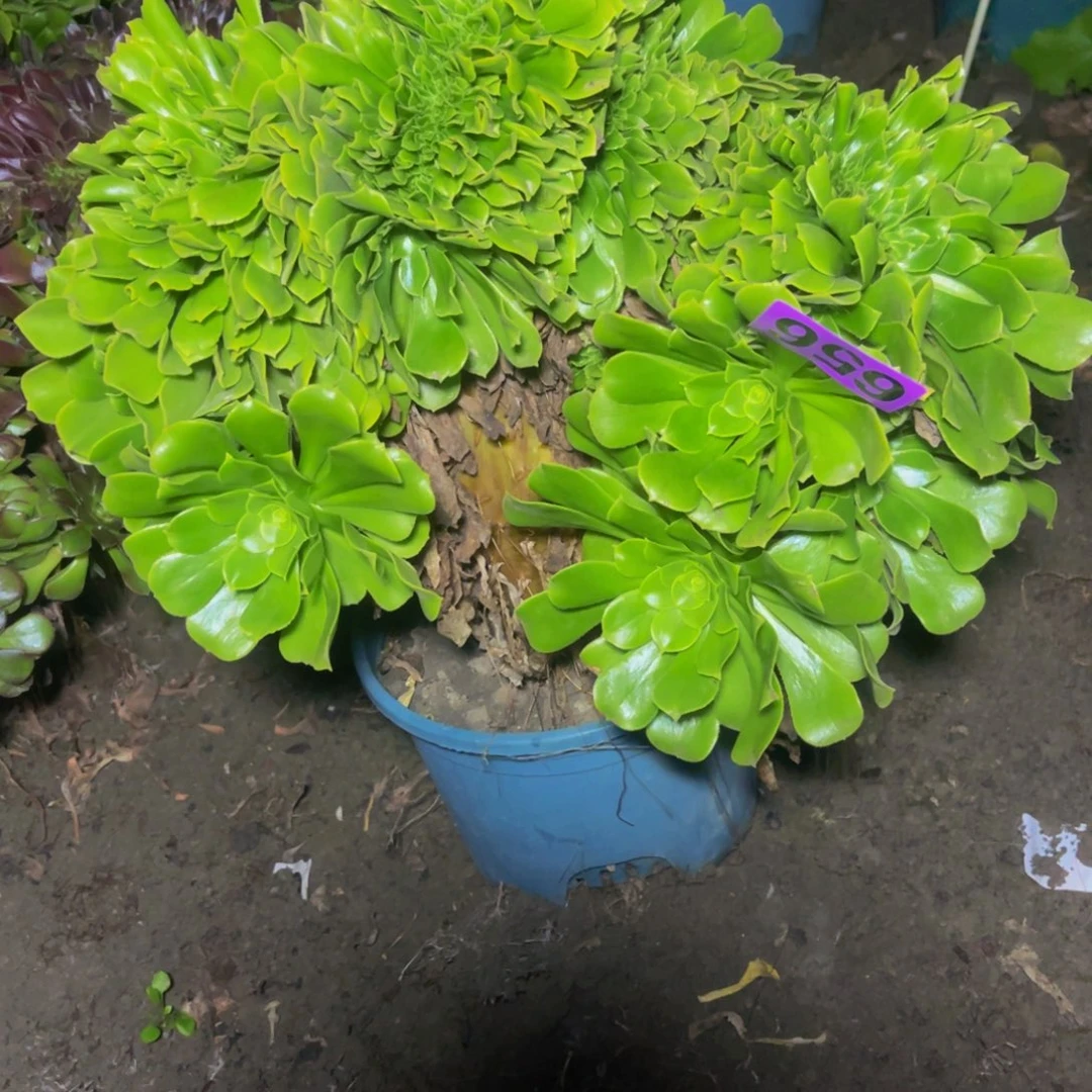 绿杨蓉法师28///////—-51包邮