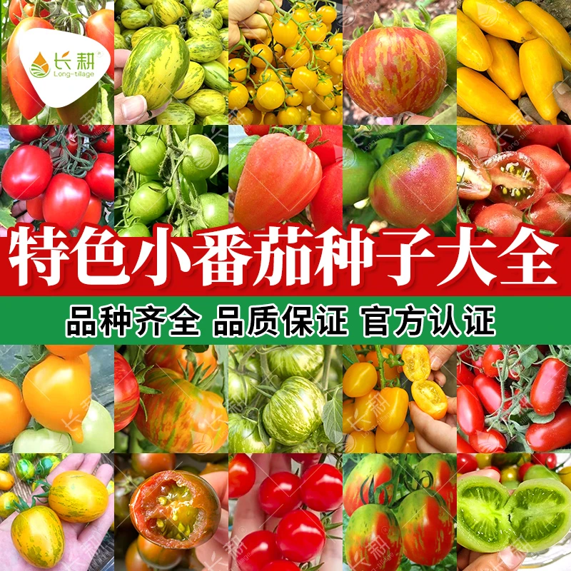 五彩番茄种子大全小菜园春秋四季盆栽各种小西红柿种籽小番茄蔬菜