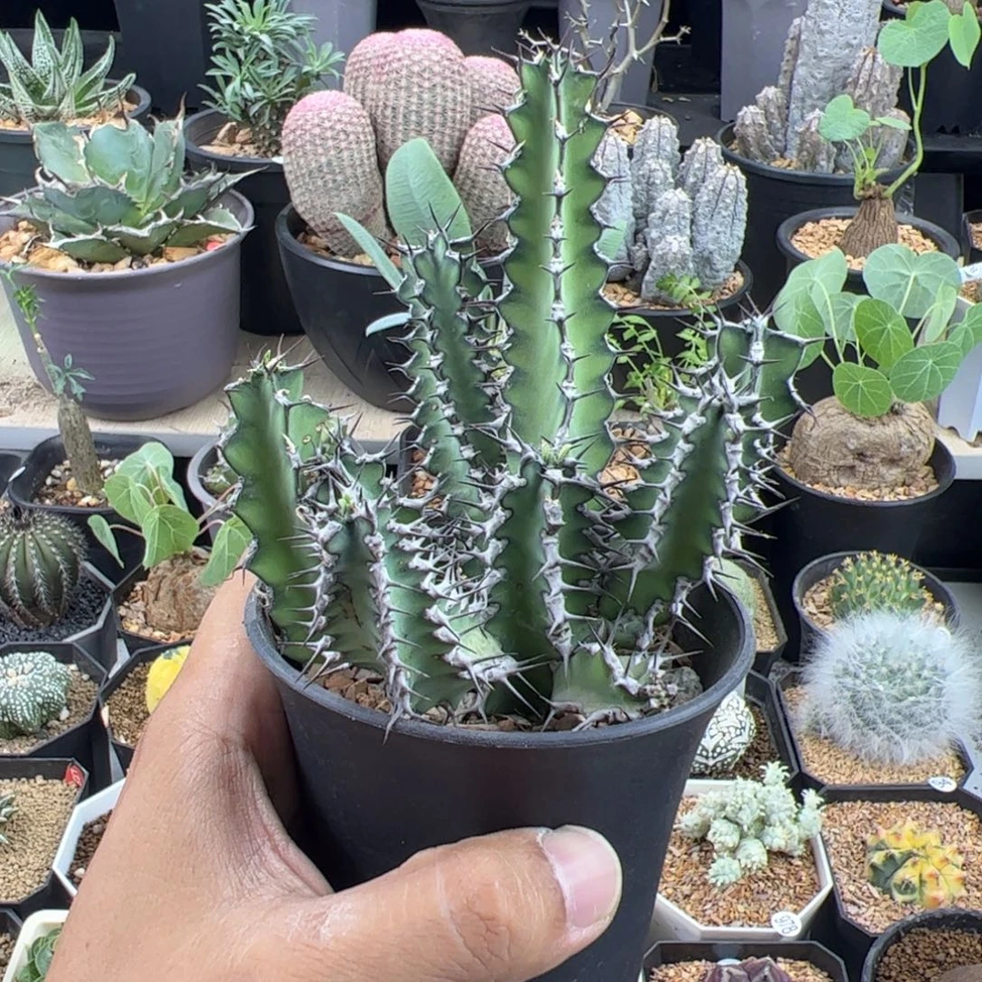 龙角麒麟大戟一物一拍脱土发