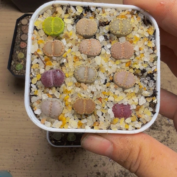 明***楼多肉植物的生长发育152