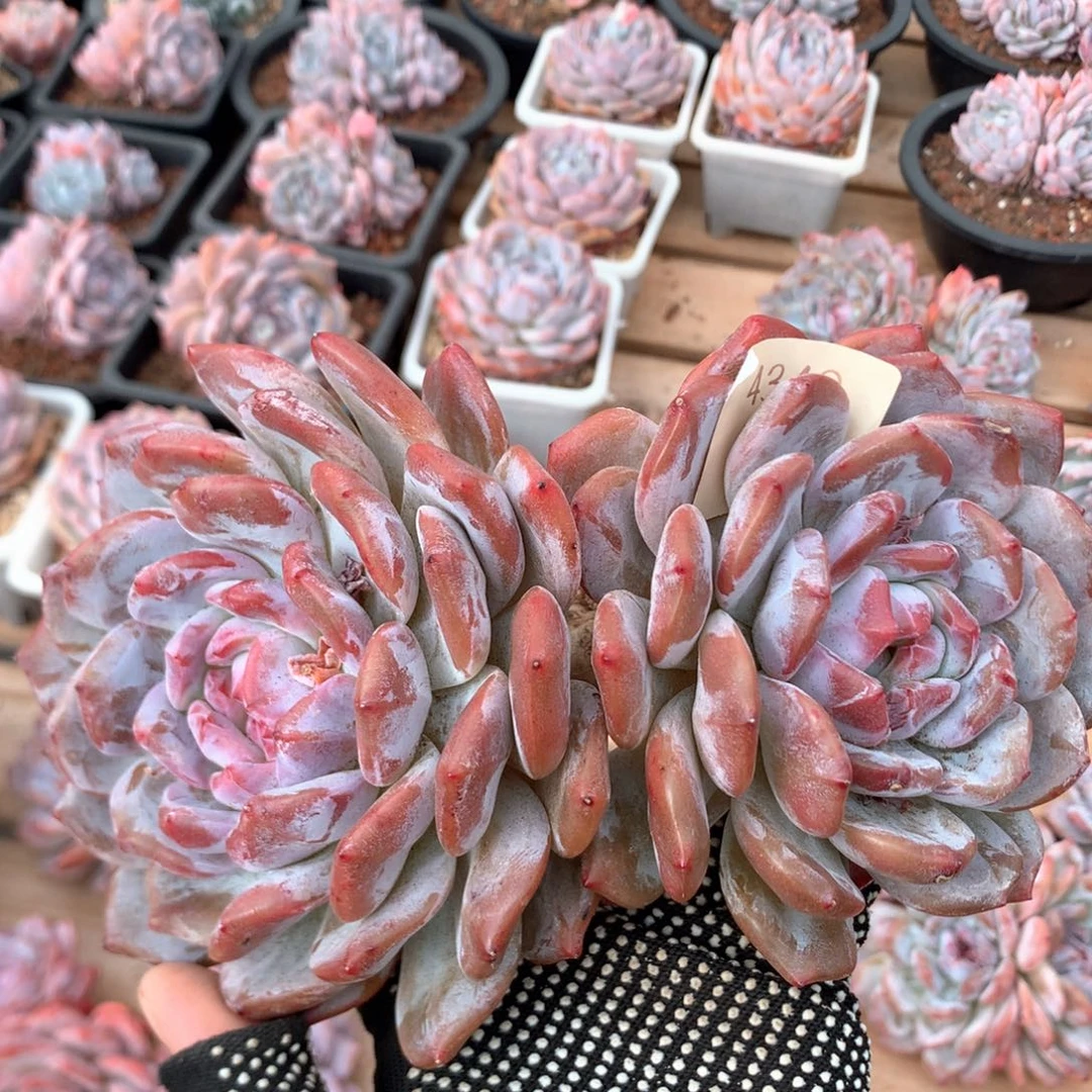 19厘米双头有砍韩橙 特价老桩 4349