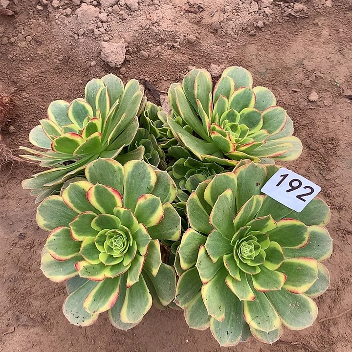 无花朵192奶白南