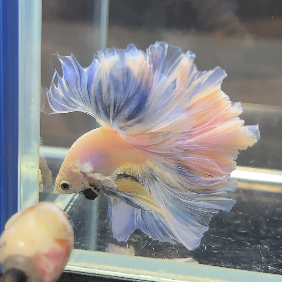 斗鱼15号松弛感爆棚的棉花糖