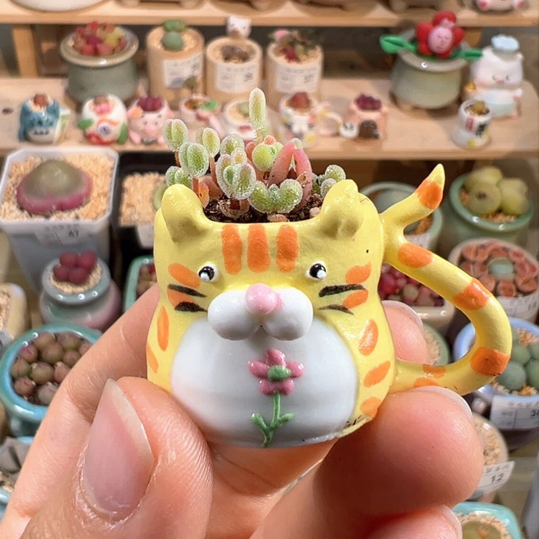 多肉植物54号拇指盆