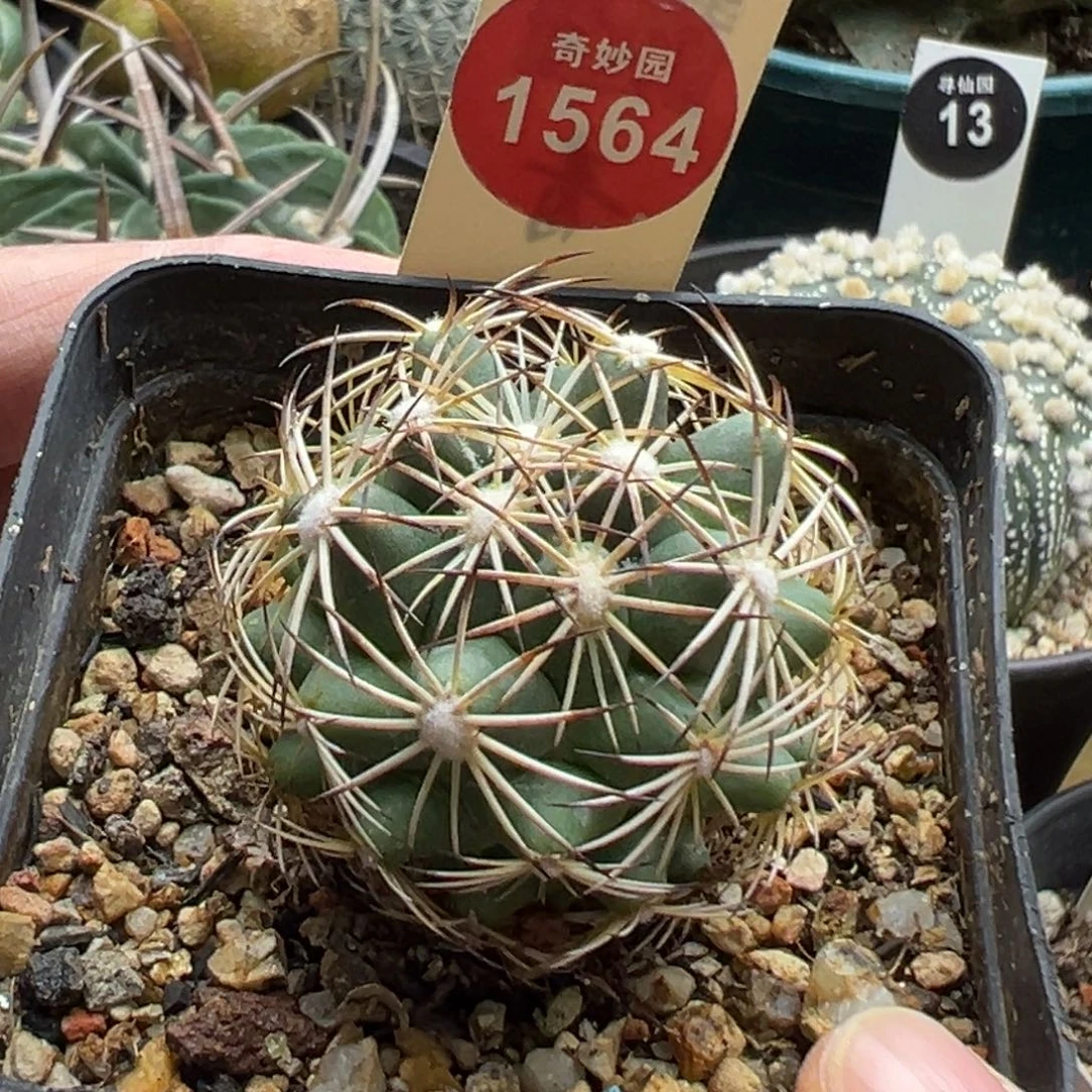 实生顶花狮子奋迅一棵