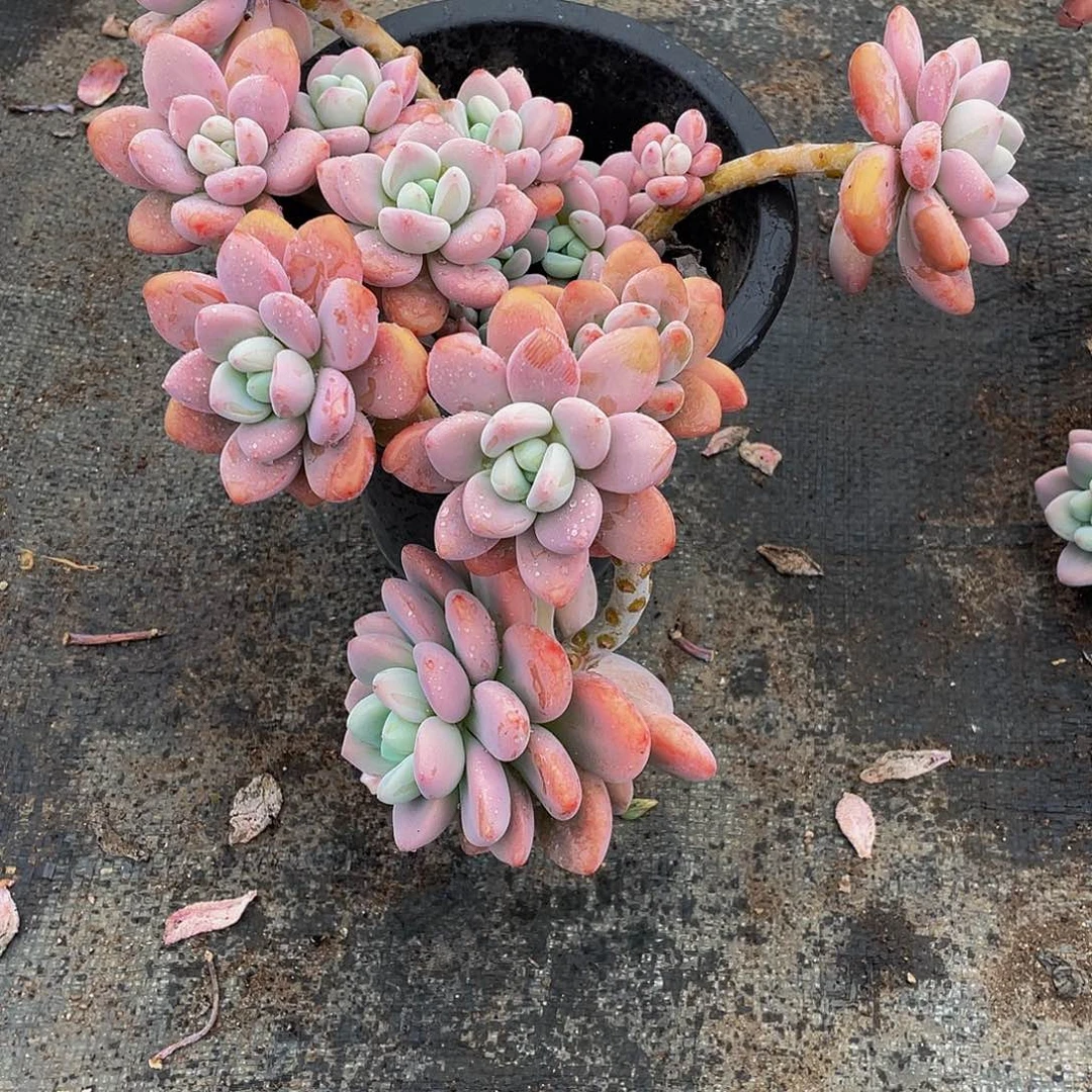 梅***^红洛神多肉植物群