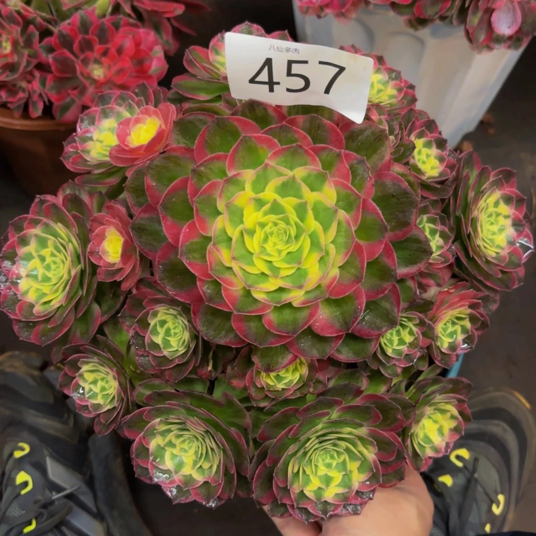 457多肉植物海鲜