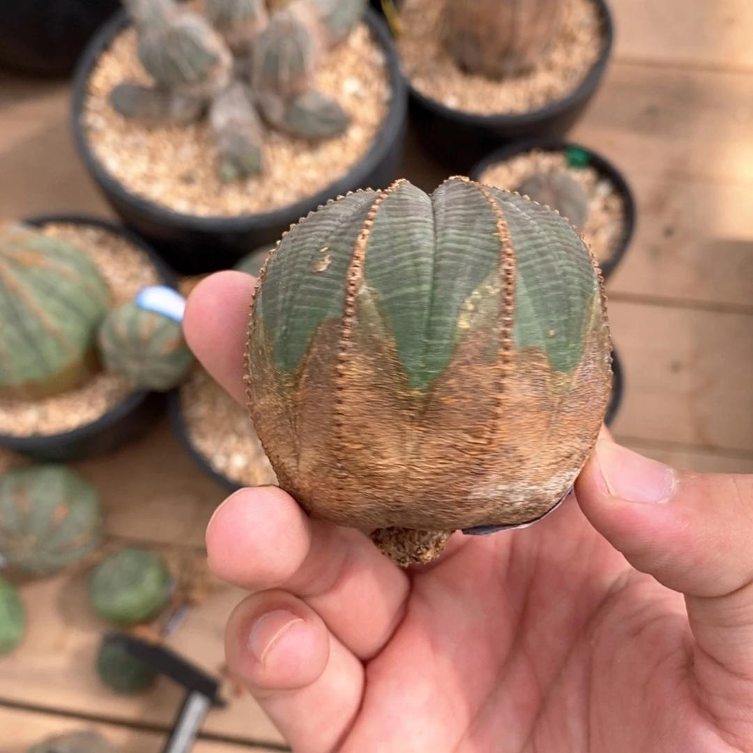 40原产地布纹球多肉植物