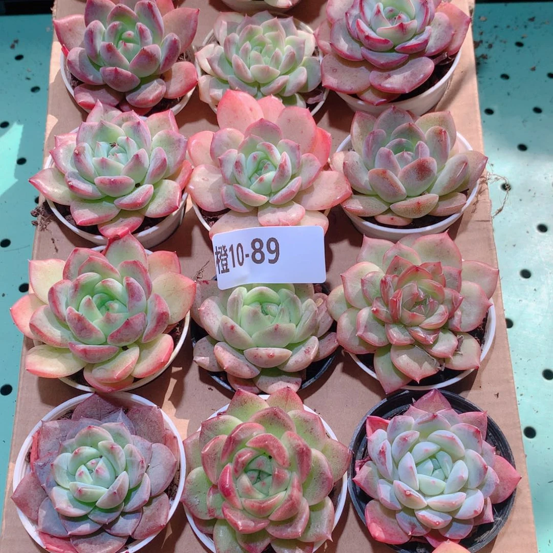 10-89一物一拍多肉带盆18颗