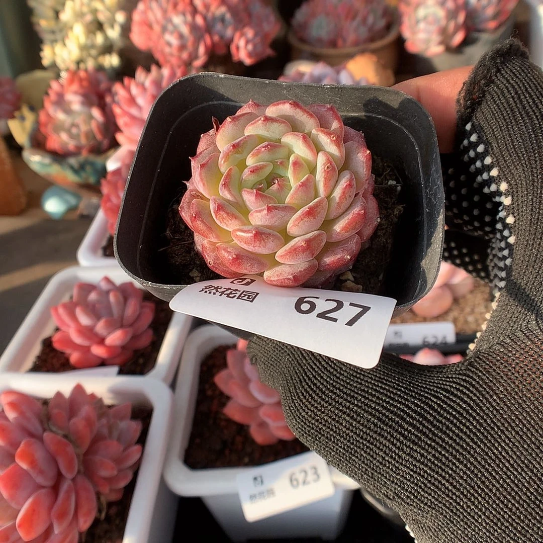 627白胖多肉植物66666