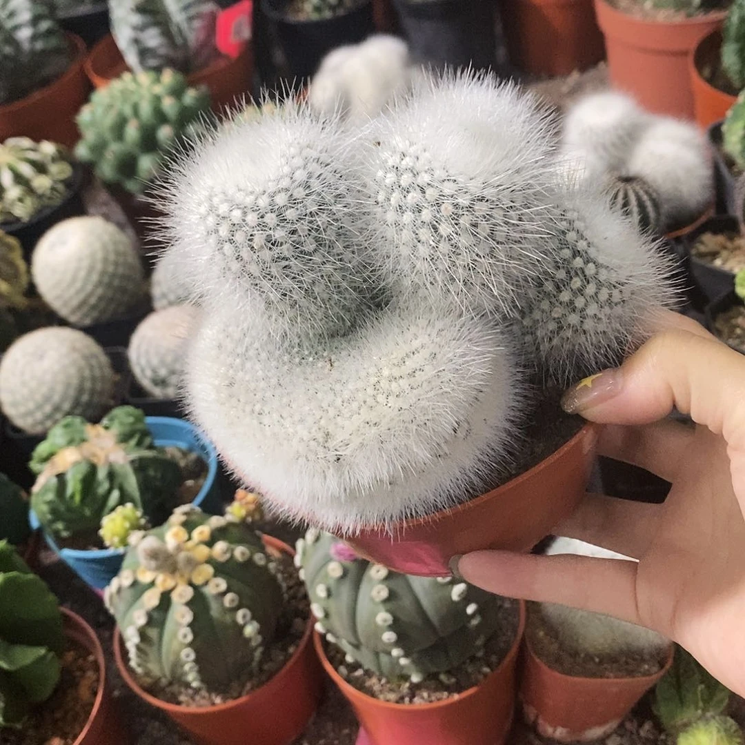 花花草草花花草草