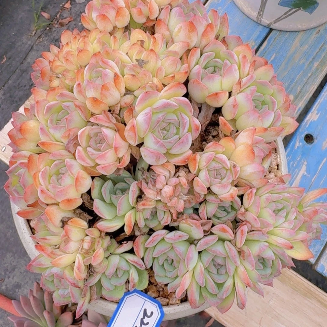 2237莎莎女王凡艺多肉