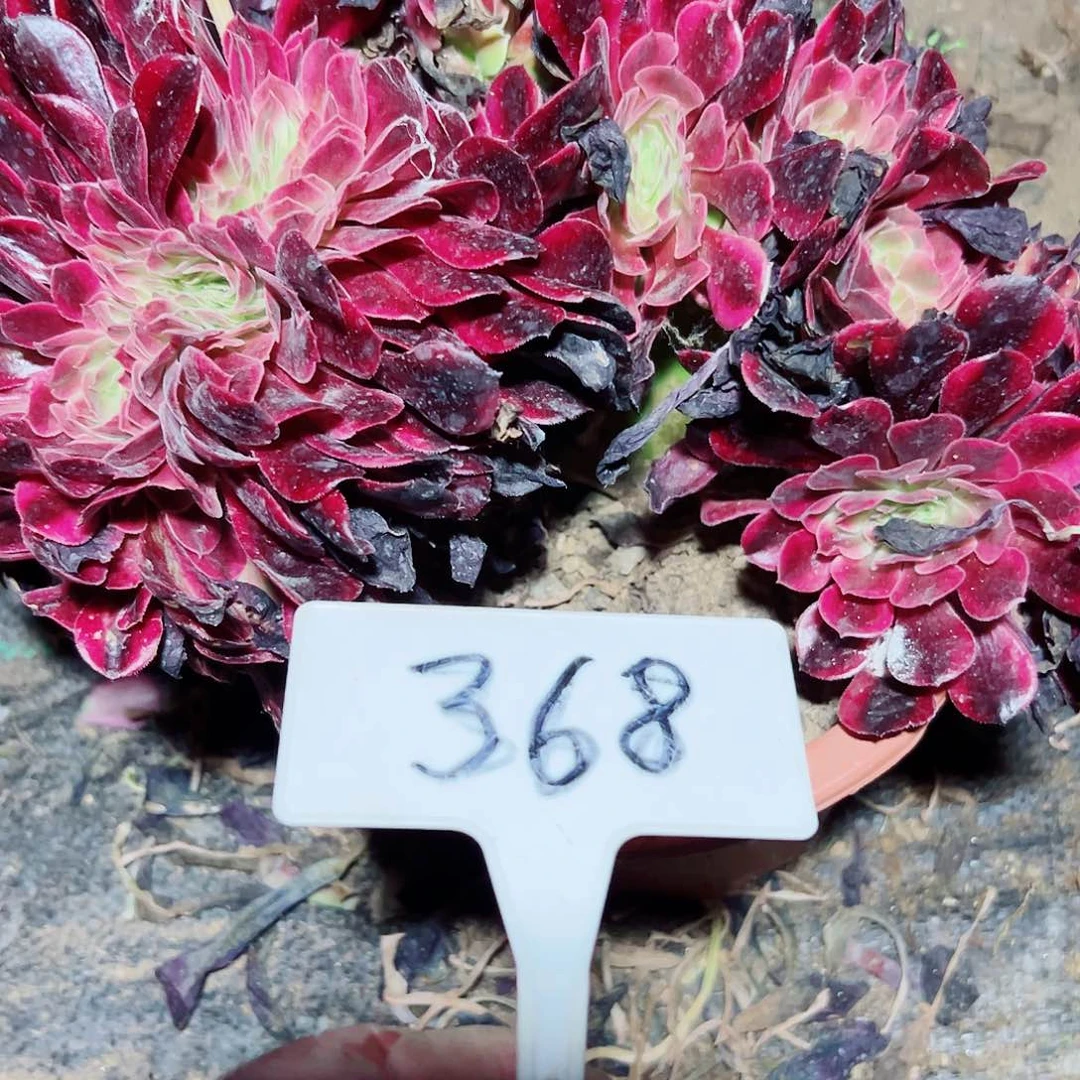 多肉植物美杜莎缀花