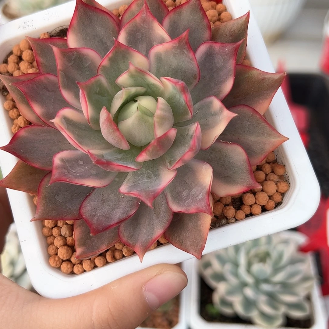 15号宝莲灯锦多肉植物