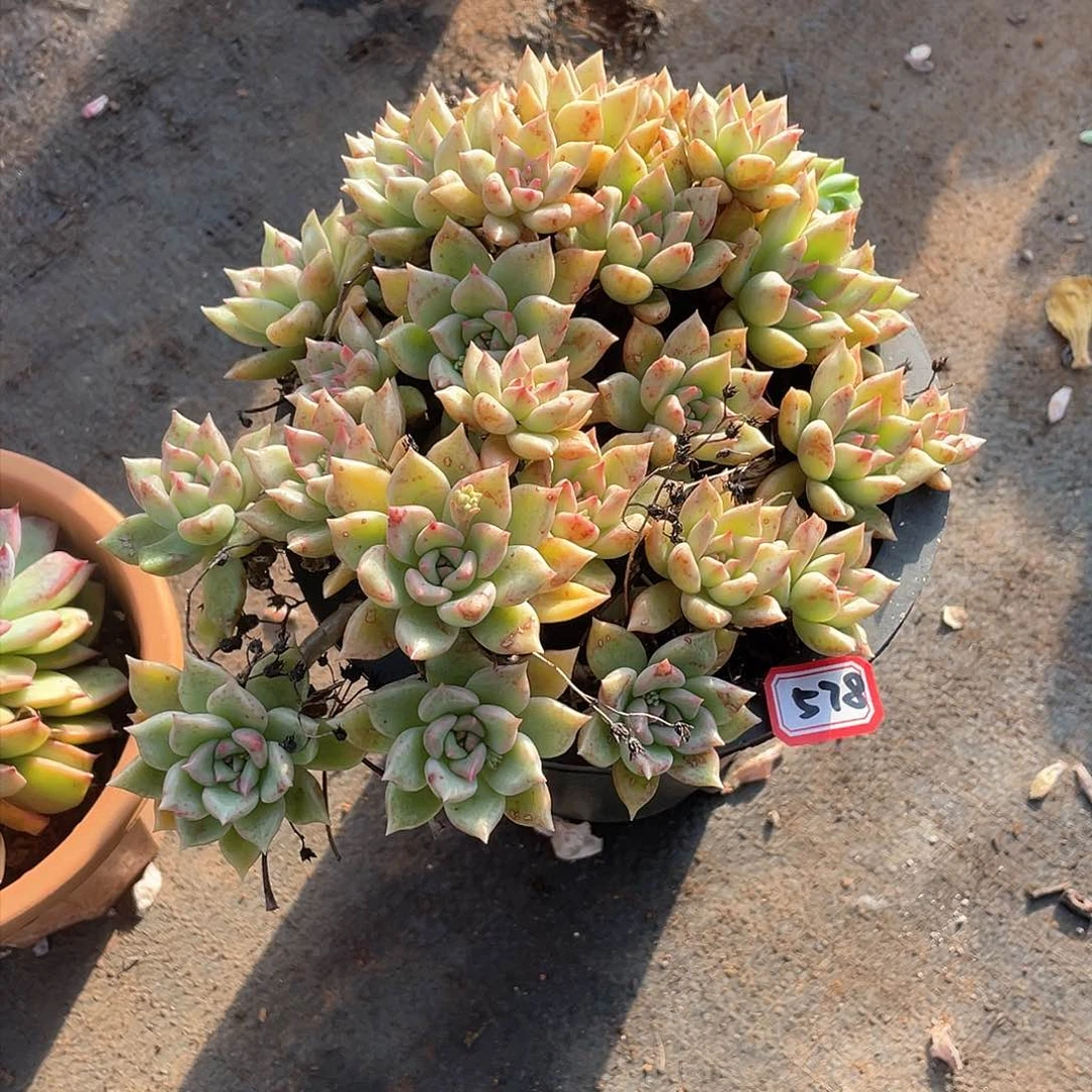 578璀璨 一物一拍多肉