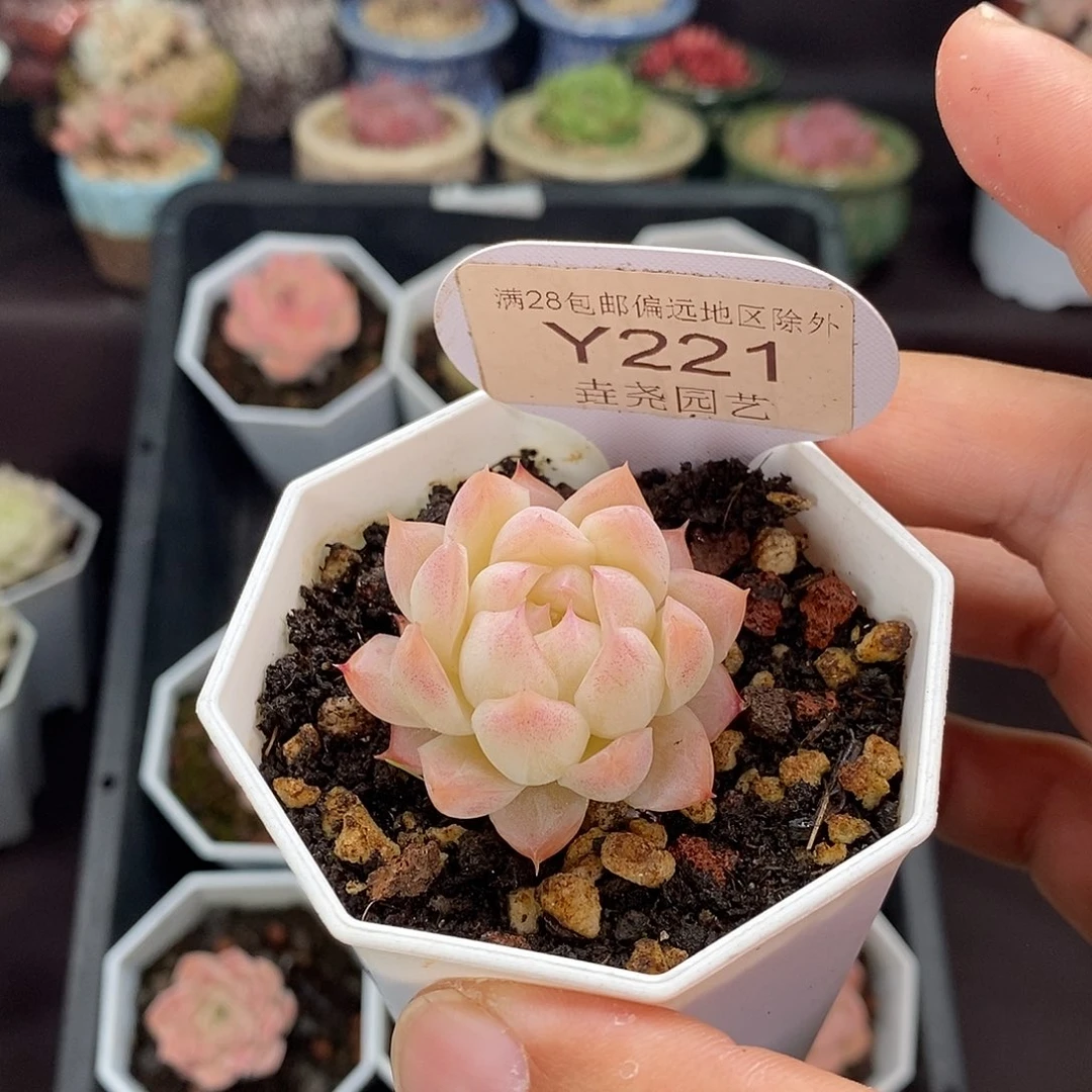 沐***晴0221 桃熏女王 3.5cm
